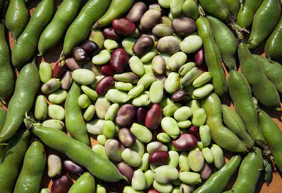 Zelene mahune i raznobojni pasulj raspoređeni na podlozi