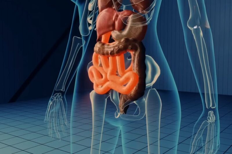 Ilustracija digestivnog sistema sa naglašenim crevima i organima za varenje