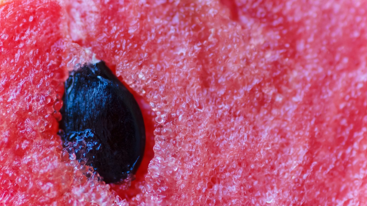 Close-up of a black watermelon seed in red fruit flesh.